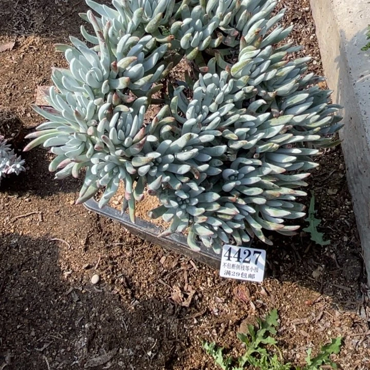 427号莫然一多肉植物