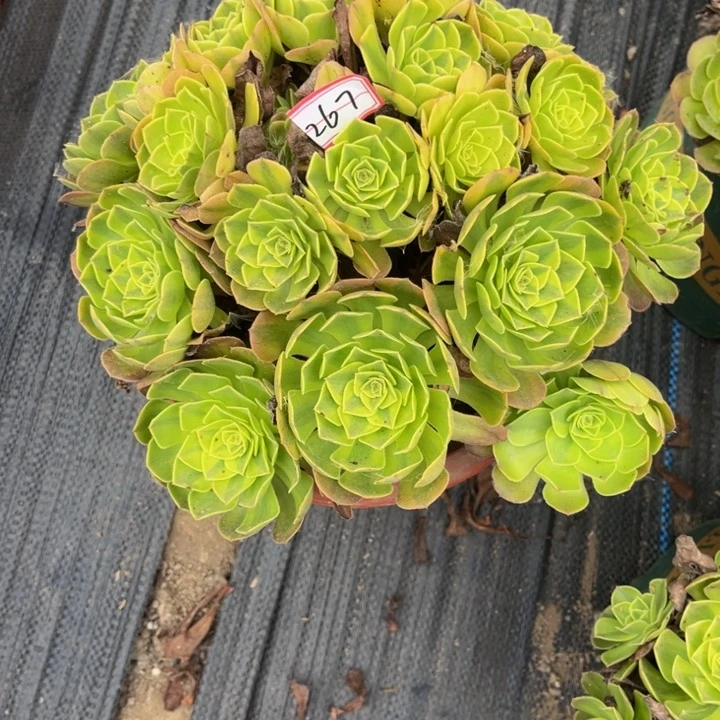 267雨荷多肉植物法师