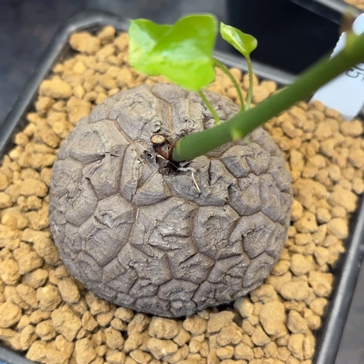 205号龟甲龙带盆包邮尺寸6