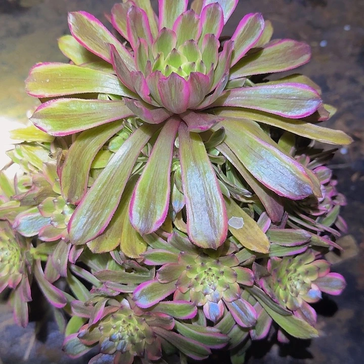 精品粉黛捧花福利