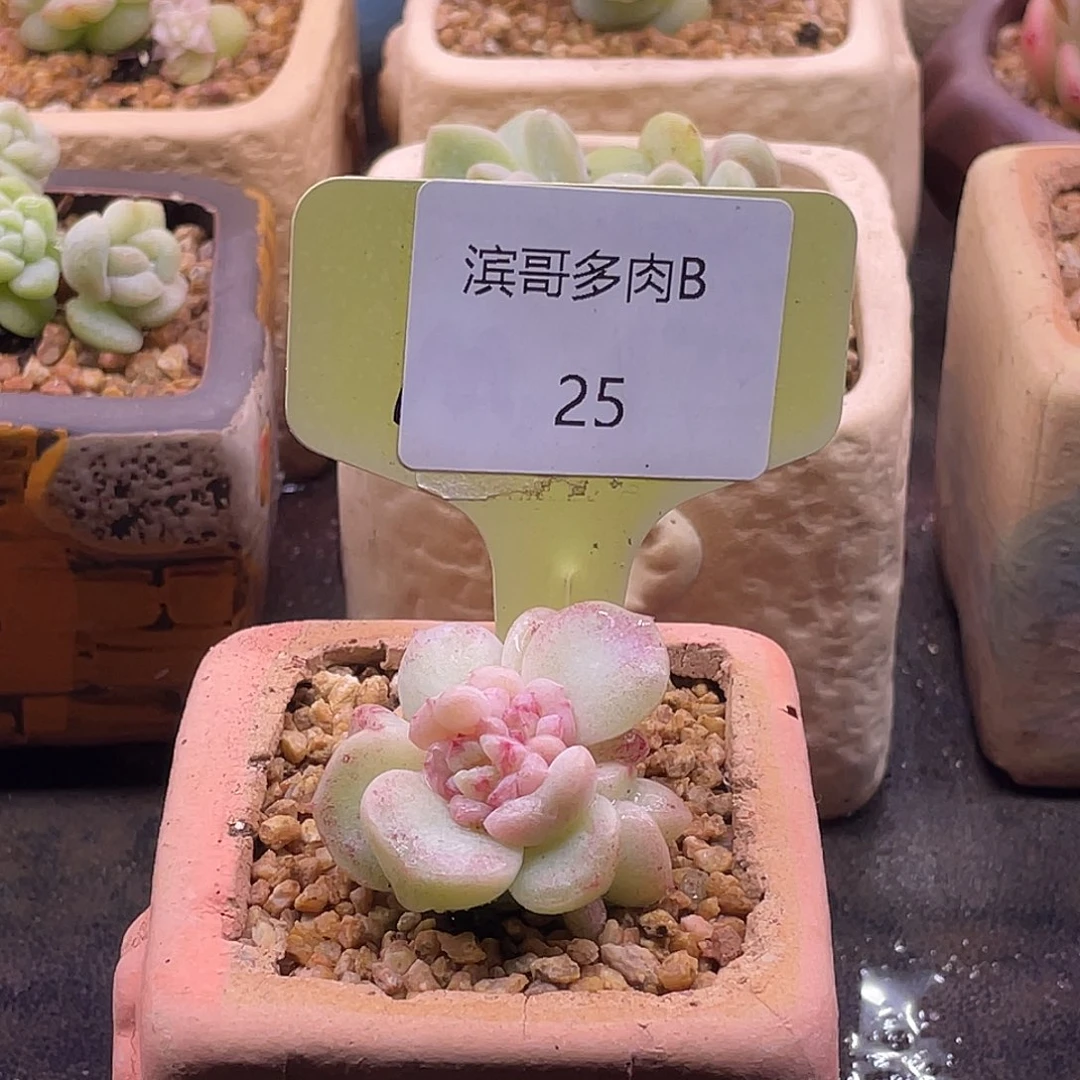 滨哥多肉B25冰玉石化变异母猪体