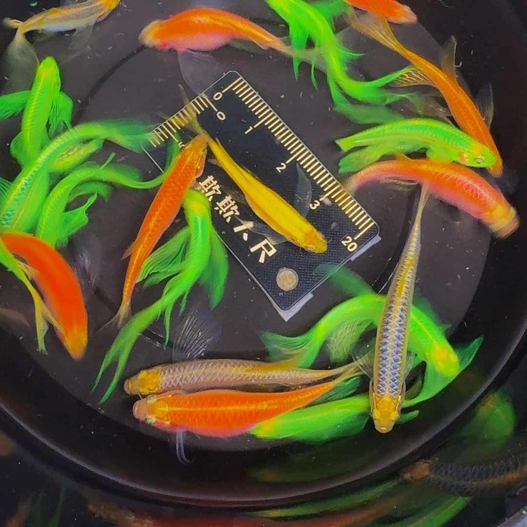 斑马鱼蝶翼斑马微瑕疵