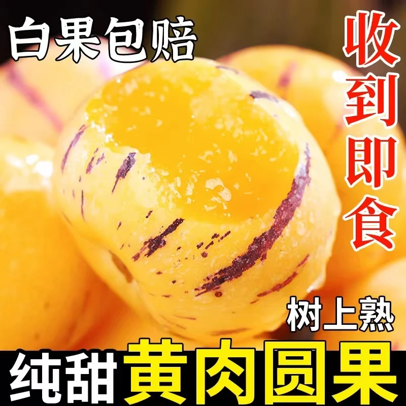 云南石林黄肉圆果果树上自然成熟新鲜清甜多汁应季水果