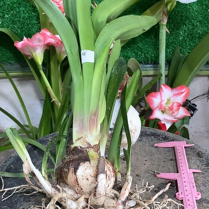 全部花朵台朱秋大坨坨750号