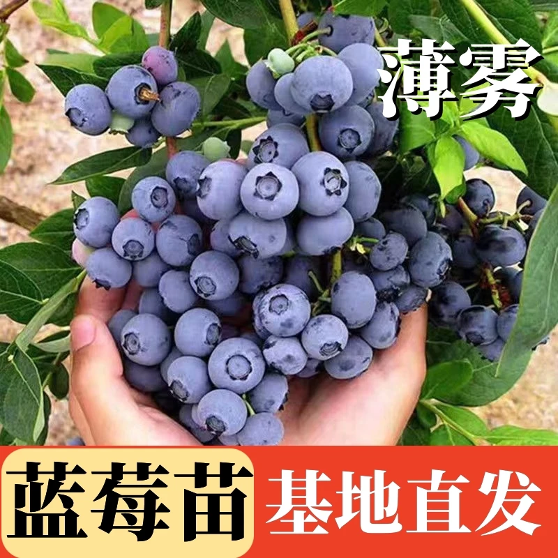 优质蓝莓苗薄雾绿宝石大果盆栽地栽阳台庭院果树苗南方北方种植