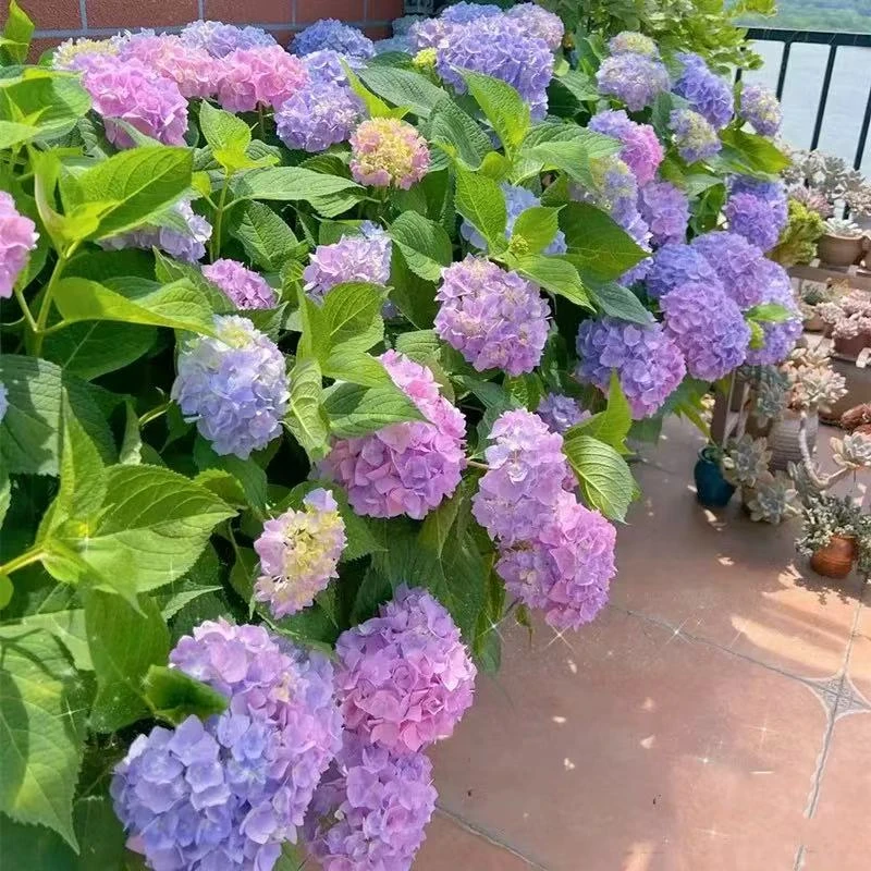 2加仑【无尽夏绣球】3年露天苗新老枝开花阳台庭院南北方四季花卉