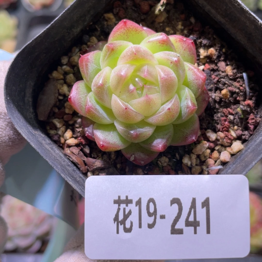 花利美19-241麦秆