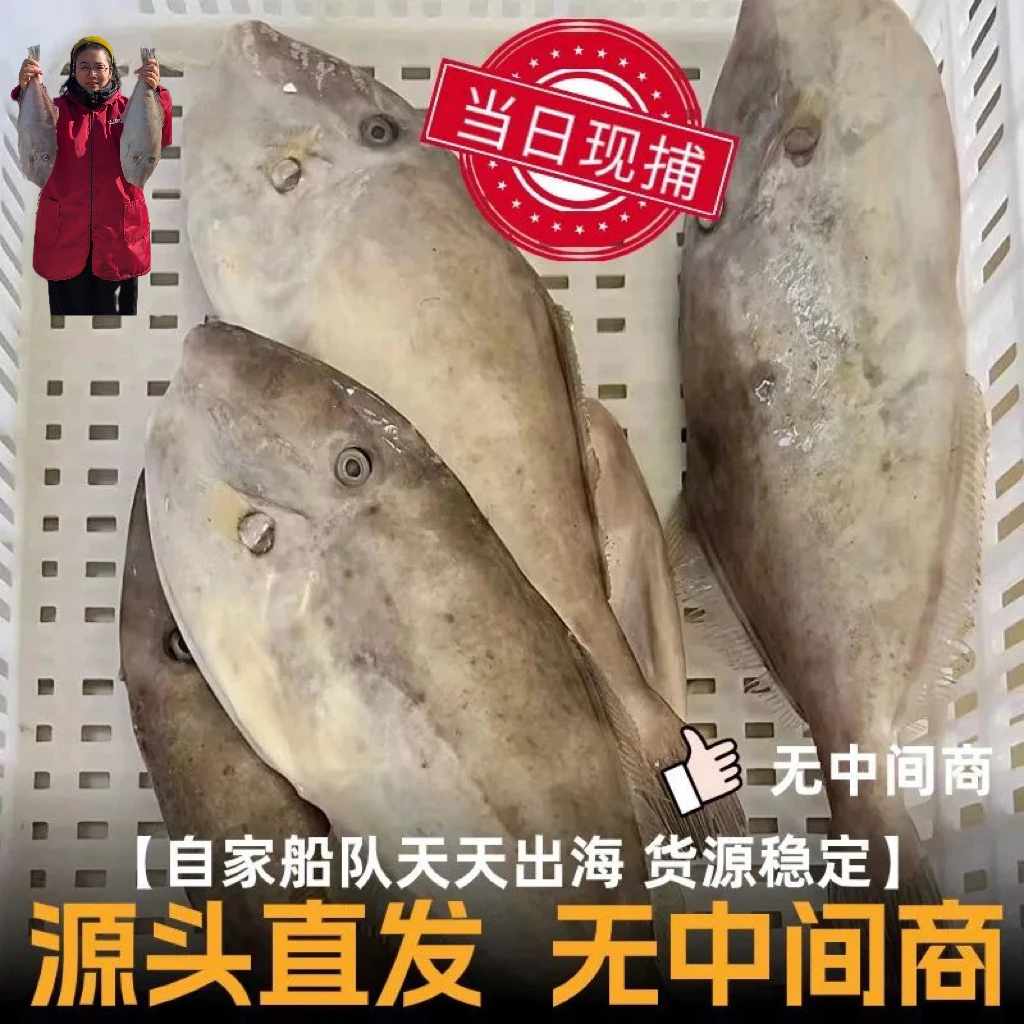 特大号野生剥皮鱼【现杀现发】东海海捕马面鱼耗儿鱼扒皮狼大马面鲀