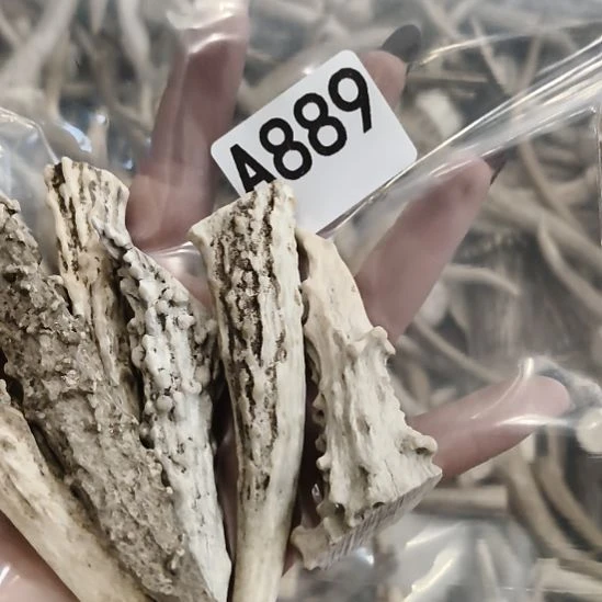 昨***梦鹿角鹿角鹿角鹿角鹿角