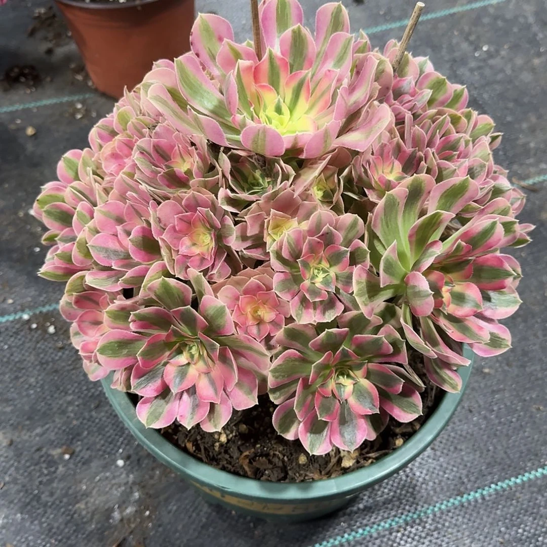 溪***草粉女巫法师多肉美美美