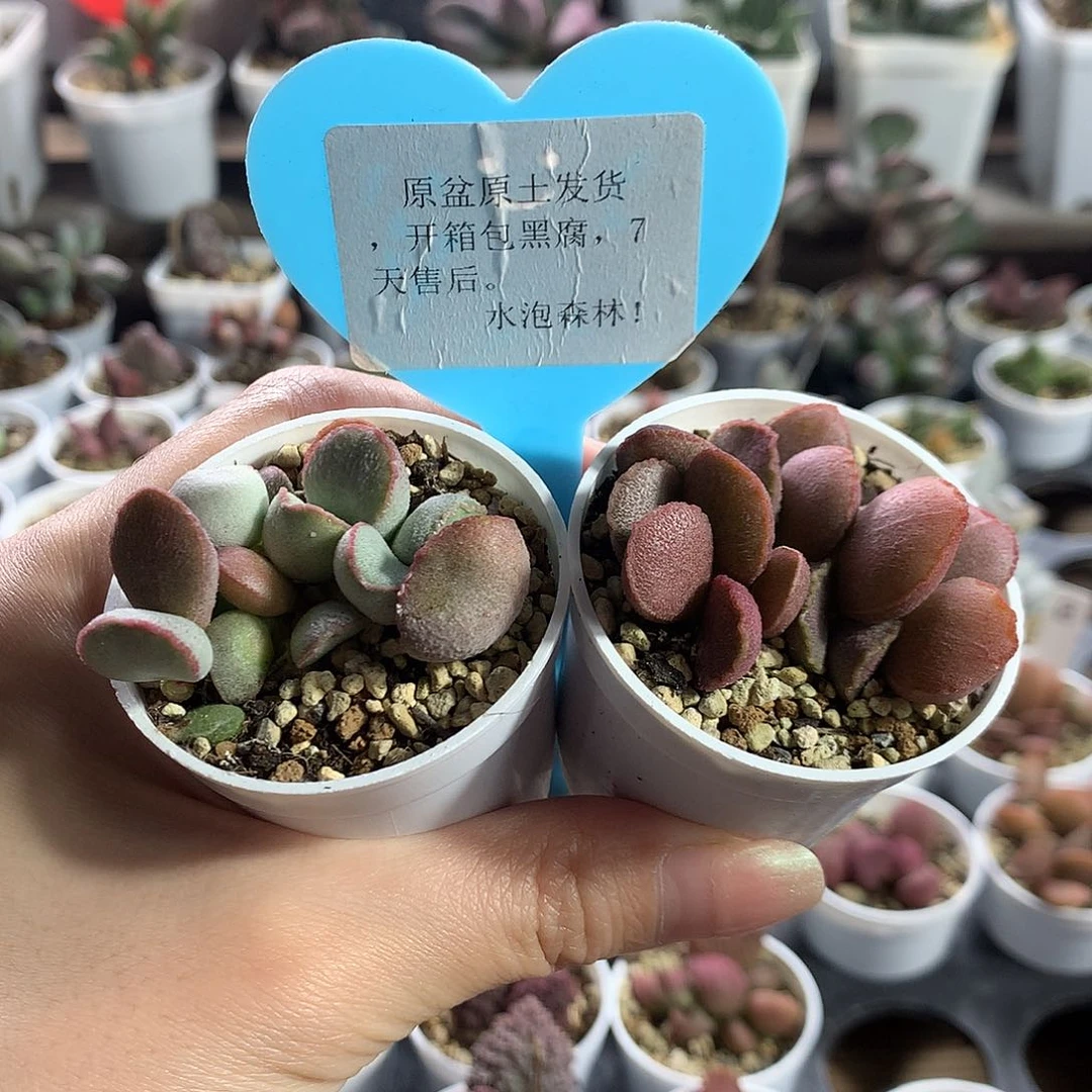 多肉水泡新手组合5