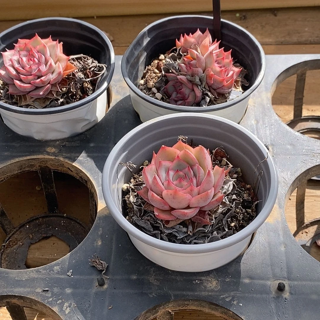 81爱格丽亚玫瑰单头，多肉