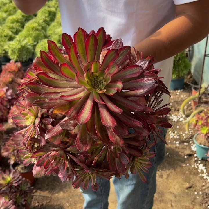 18.8红腹轮一棵包邮