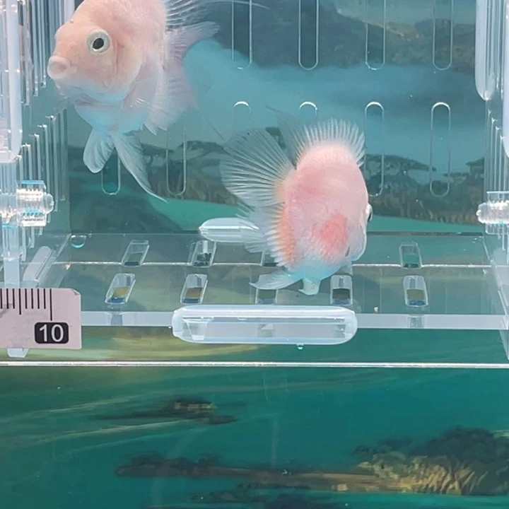 鹦鹉鱼白金一对70号单