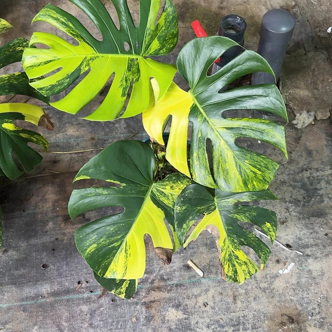 逸***哥不开花植物短黄S2