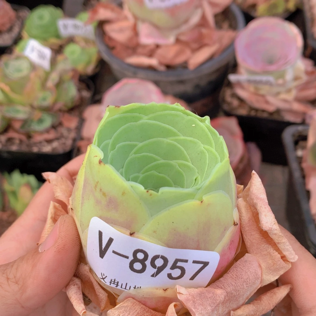 8957f h h b b b b