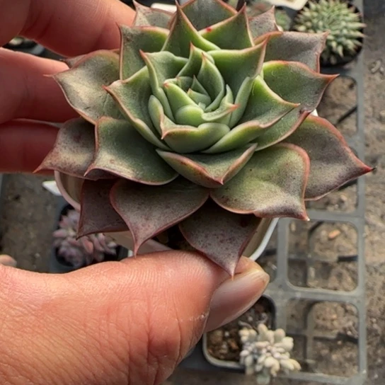 109皮皮虾多肉植物多