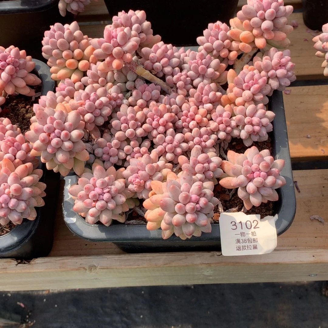 群生婴儿手指3102