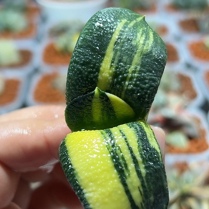 十二卷多肉卧牛锦