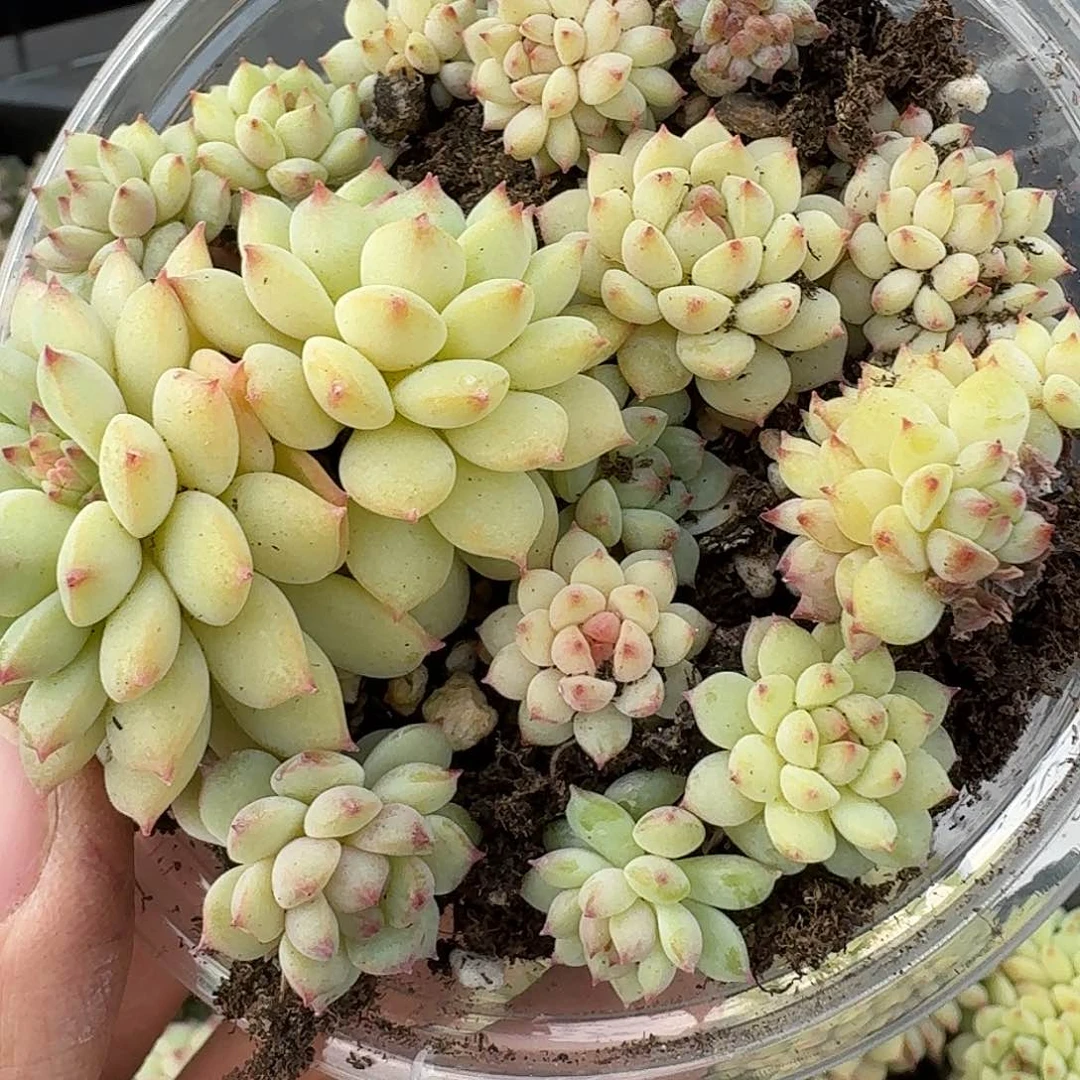 杂交新品珍妮多肉303