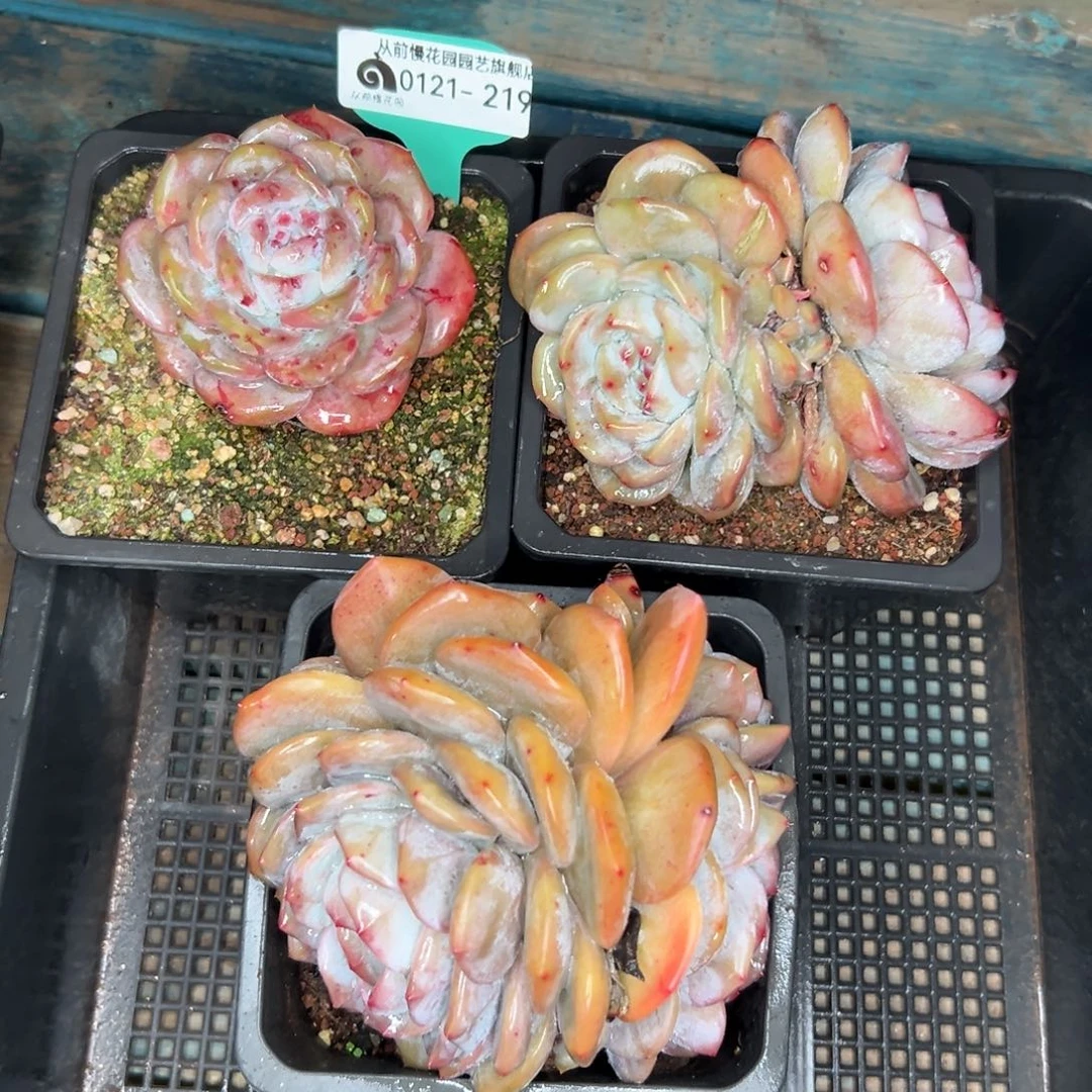 多肉精选编号0121.219