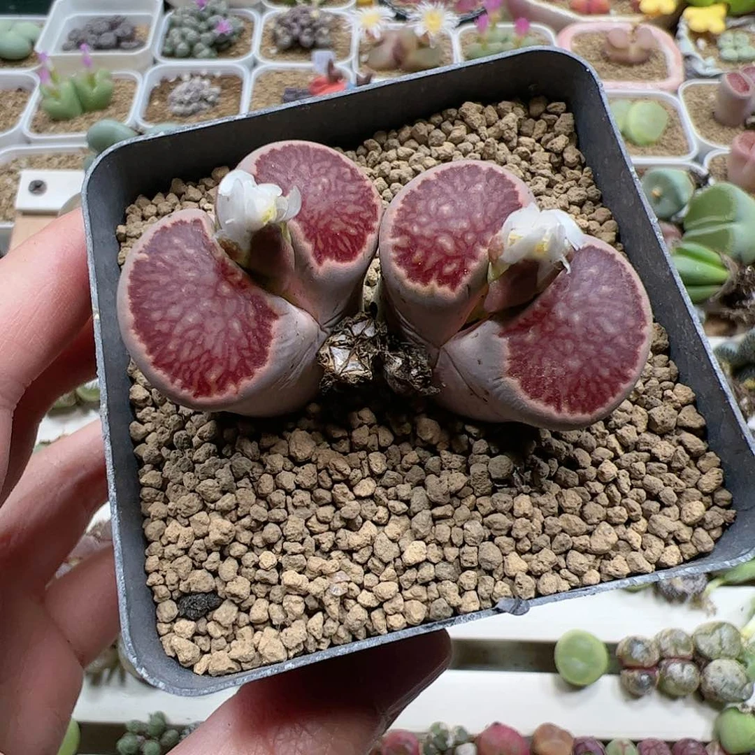 【闪购商品】47 特选菊