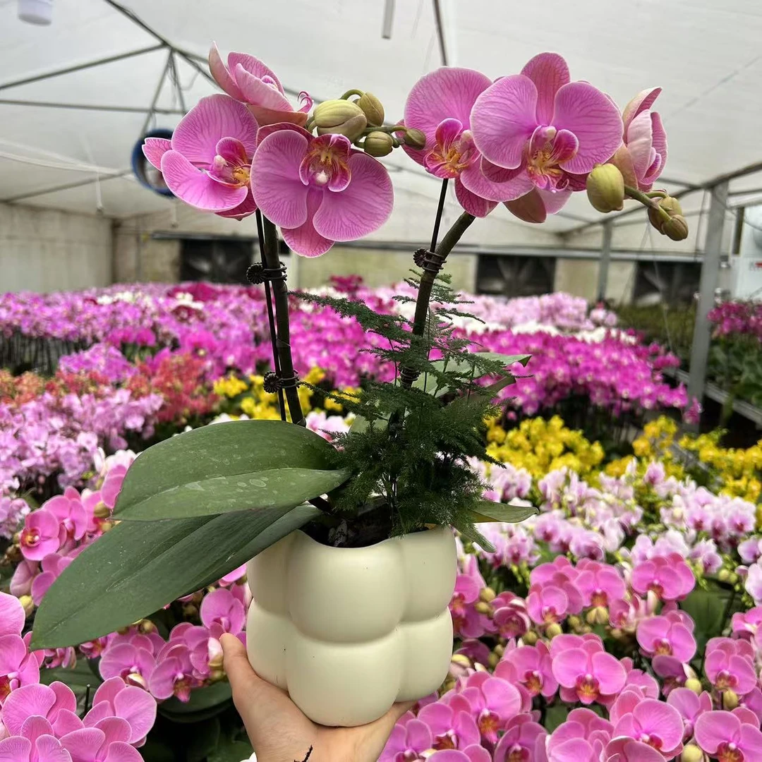 甄选（石榴水晶）蝴蝶兰花卉鲜花   精美艺术组盆