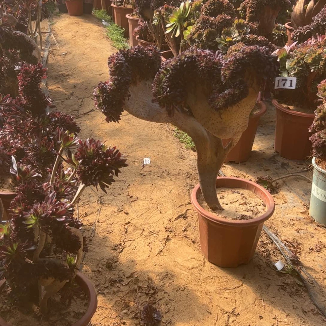 有伤妖铜壶171高45