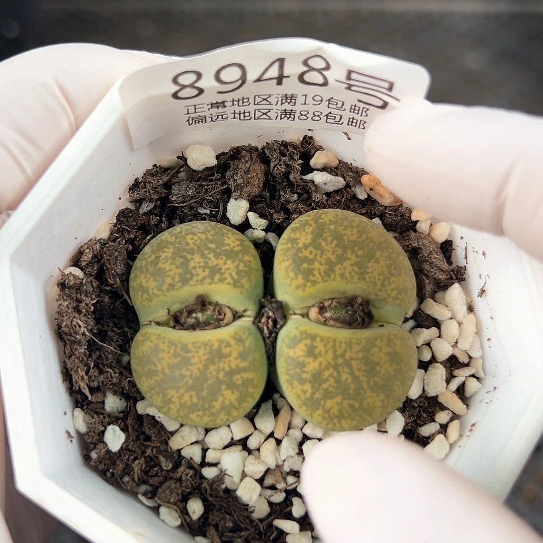 好养易活生石花大母本8948