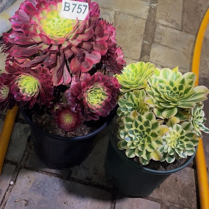 多肉法师757号红彤白送迈巴赫发货不包损