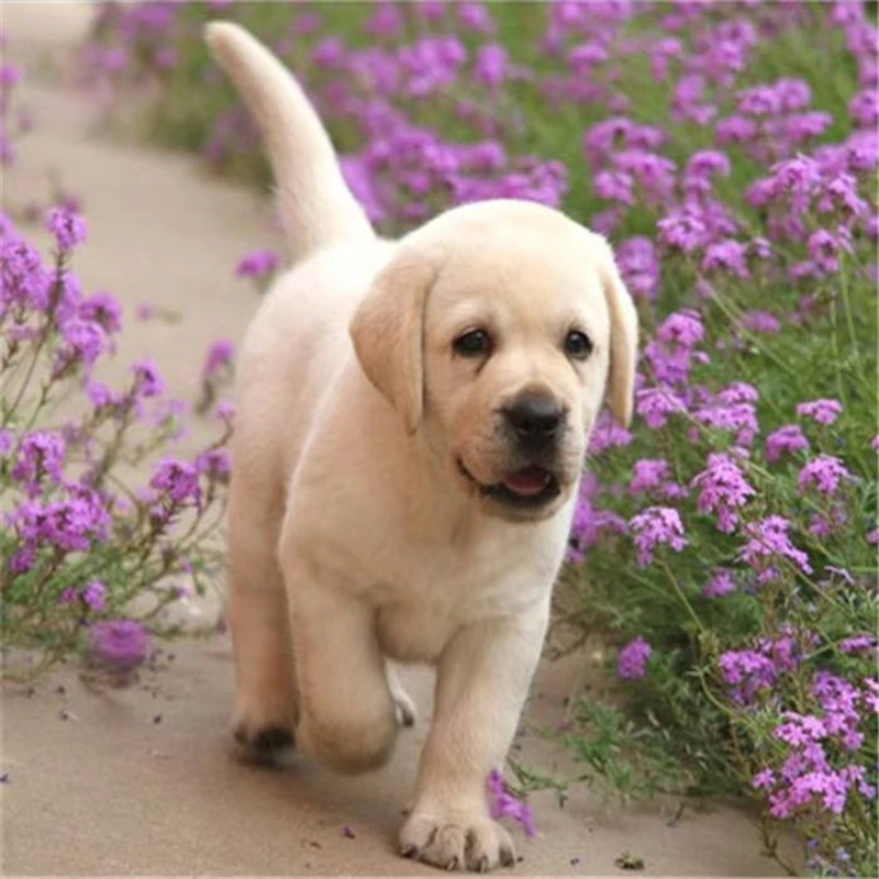 【小赵犬业】精品可爱幼犬活体狗狗-W-A094