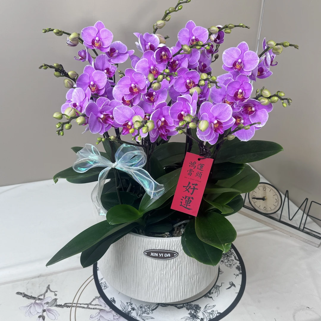 精品蝴蝶兰-{ 紫蝶}-蝶遇花坊