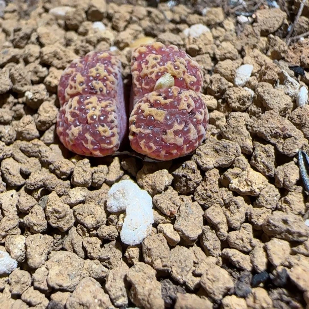 肉锥多肉植物组合-泡泡勋54