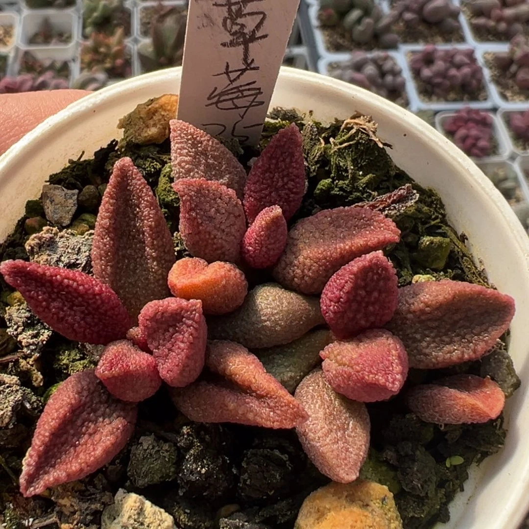 草莓多肉植物水泡