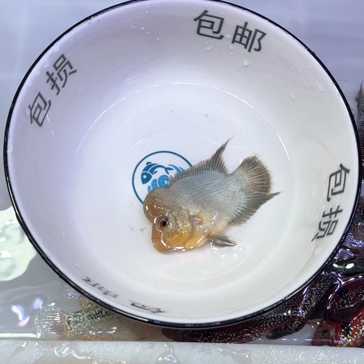 罗汉鱼014//////////////