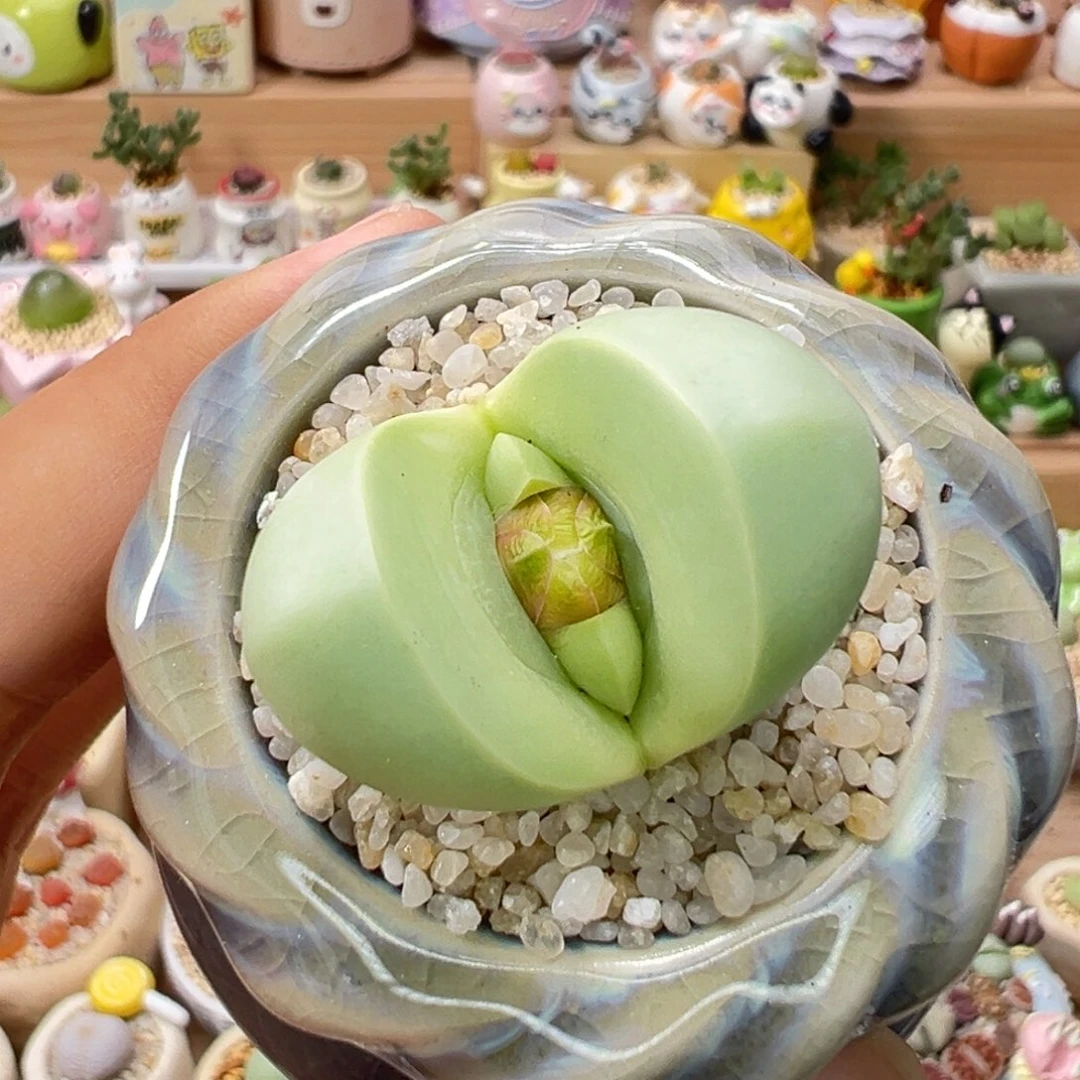 多肉植物62号元宝