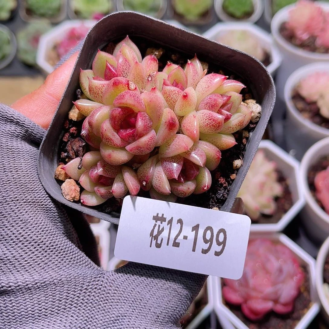 花12-199黑玫瑰女王群