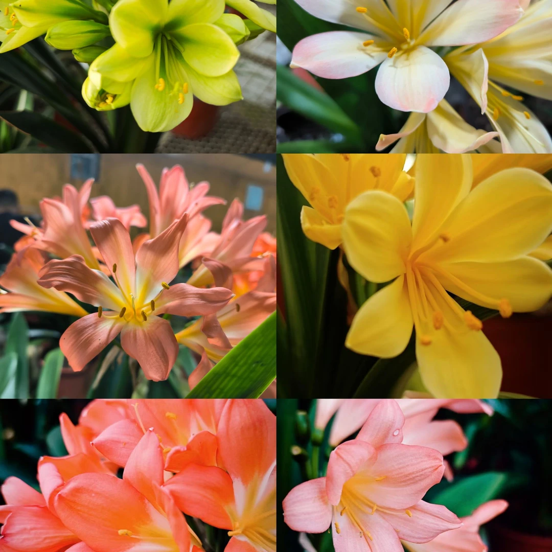 精品异花君子兰，多样性发货