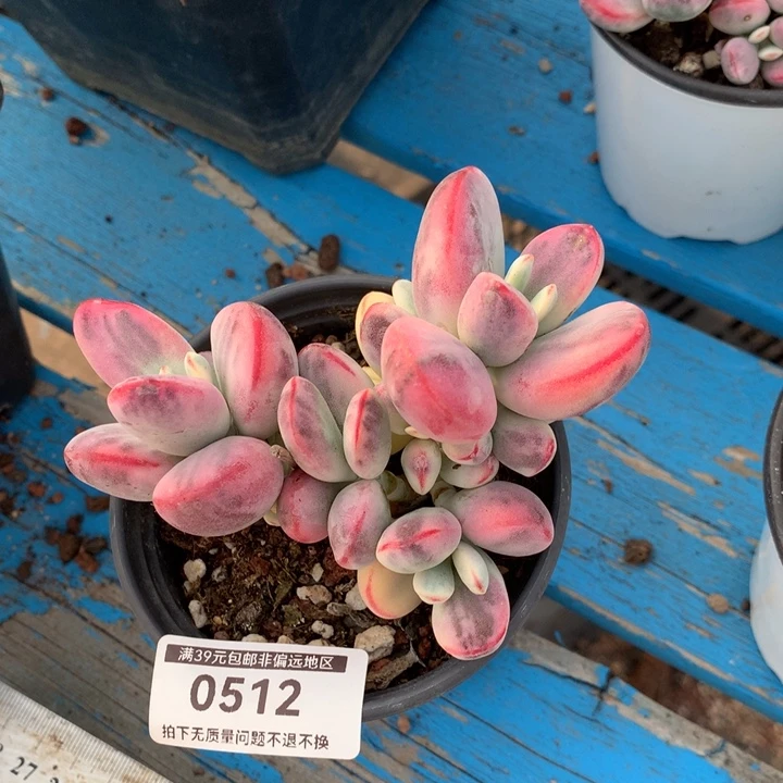 无花朵专拍链接多肉