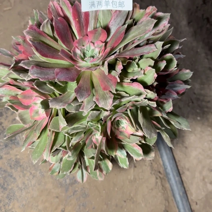 8079光辉多肉植物
