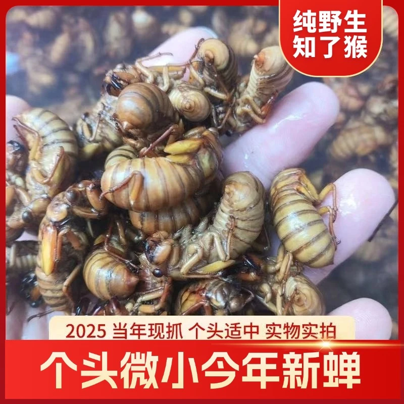 现货新蝉知了猴中号爬叉速冻新鲜金蝉可烧烤油炸顺丰包邮