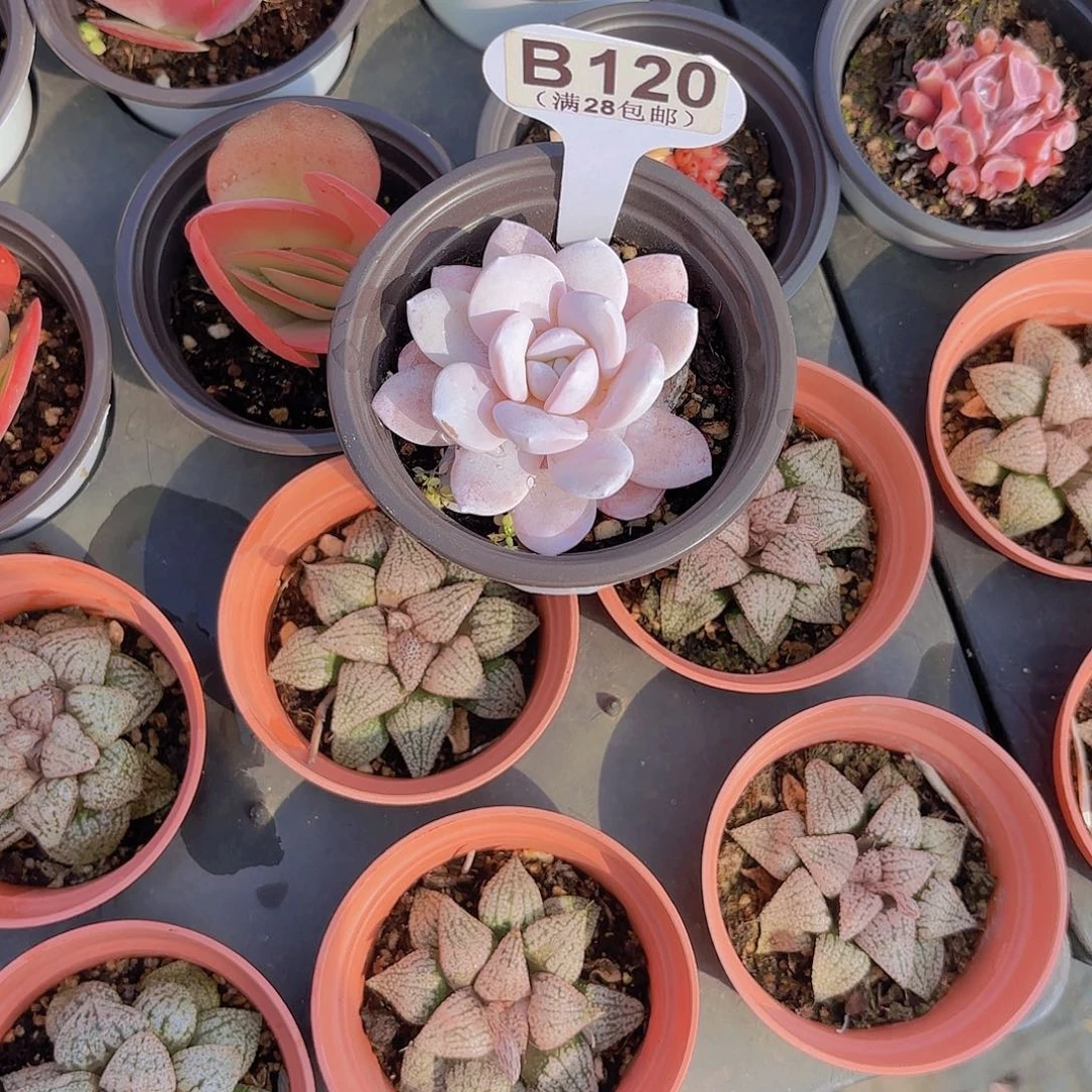 铜***.B120粉雪莲yi wu yi pai