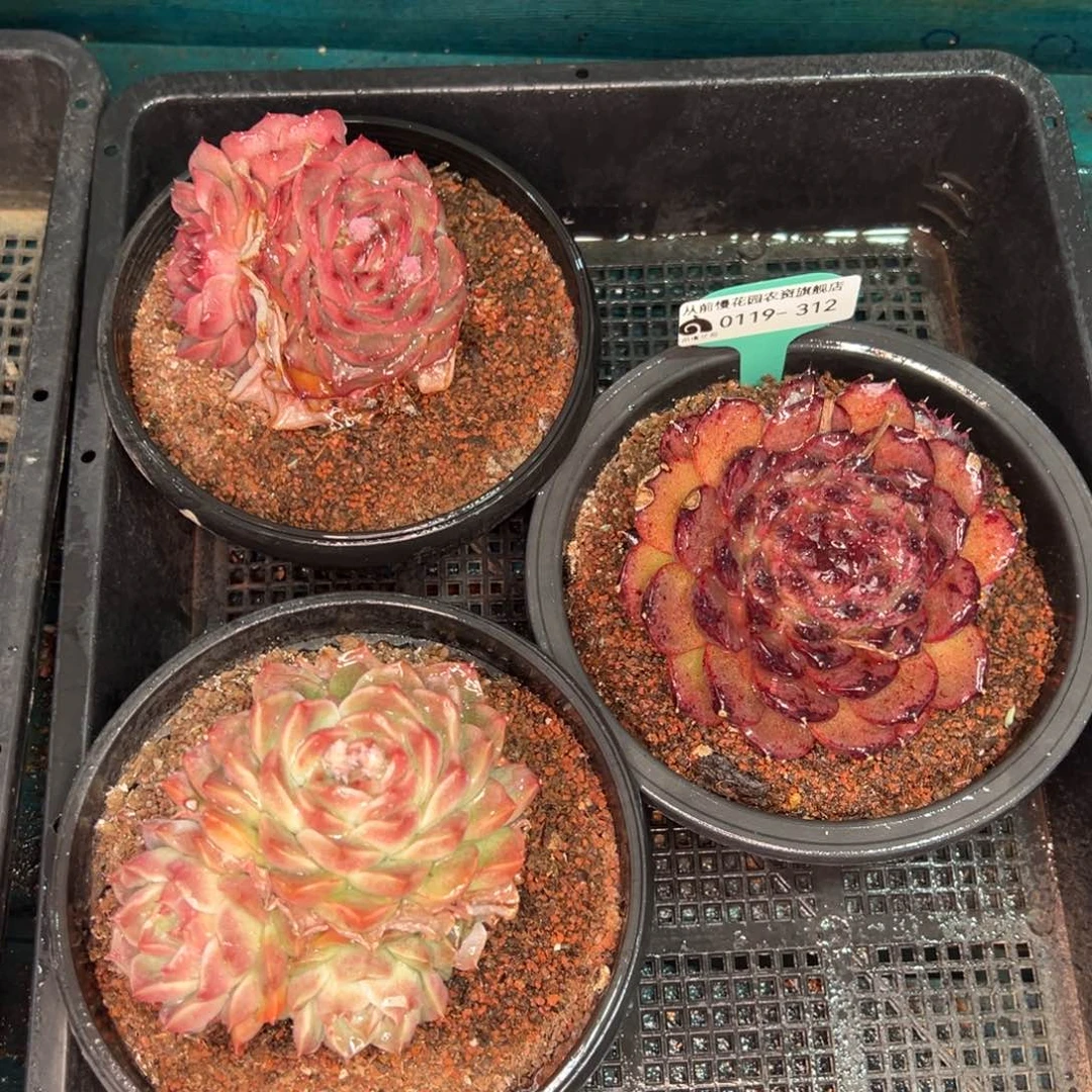 从前慢多肉精选编号0119.312