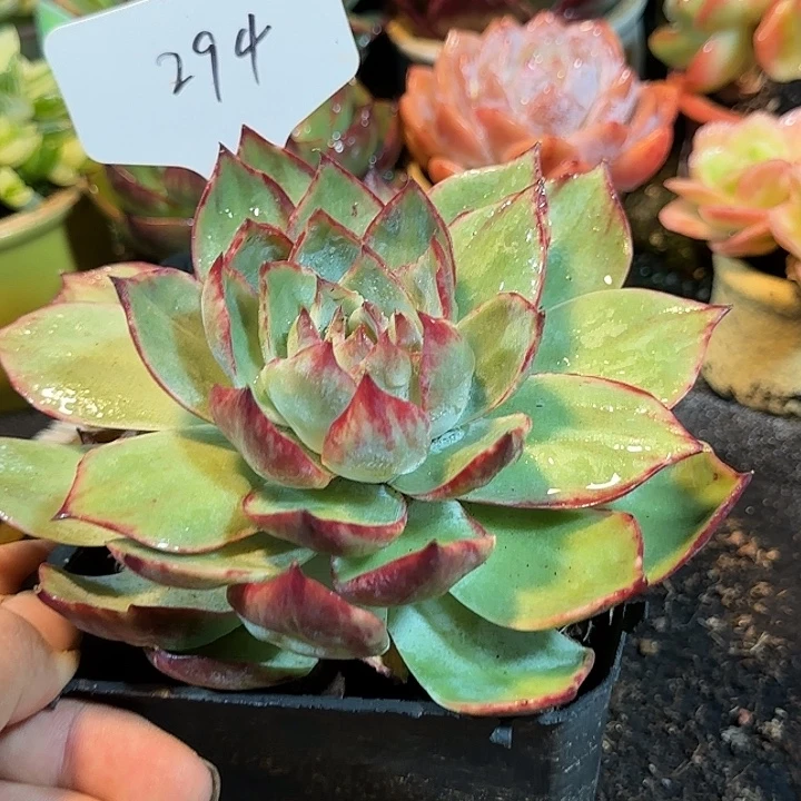 惊鸿一物一拍包装收缩花旱294