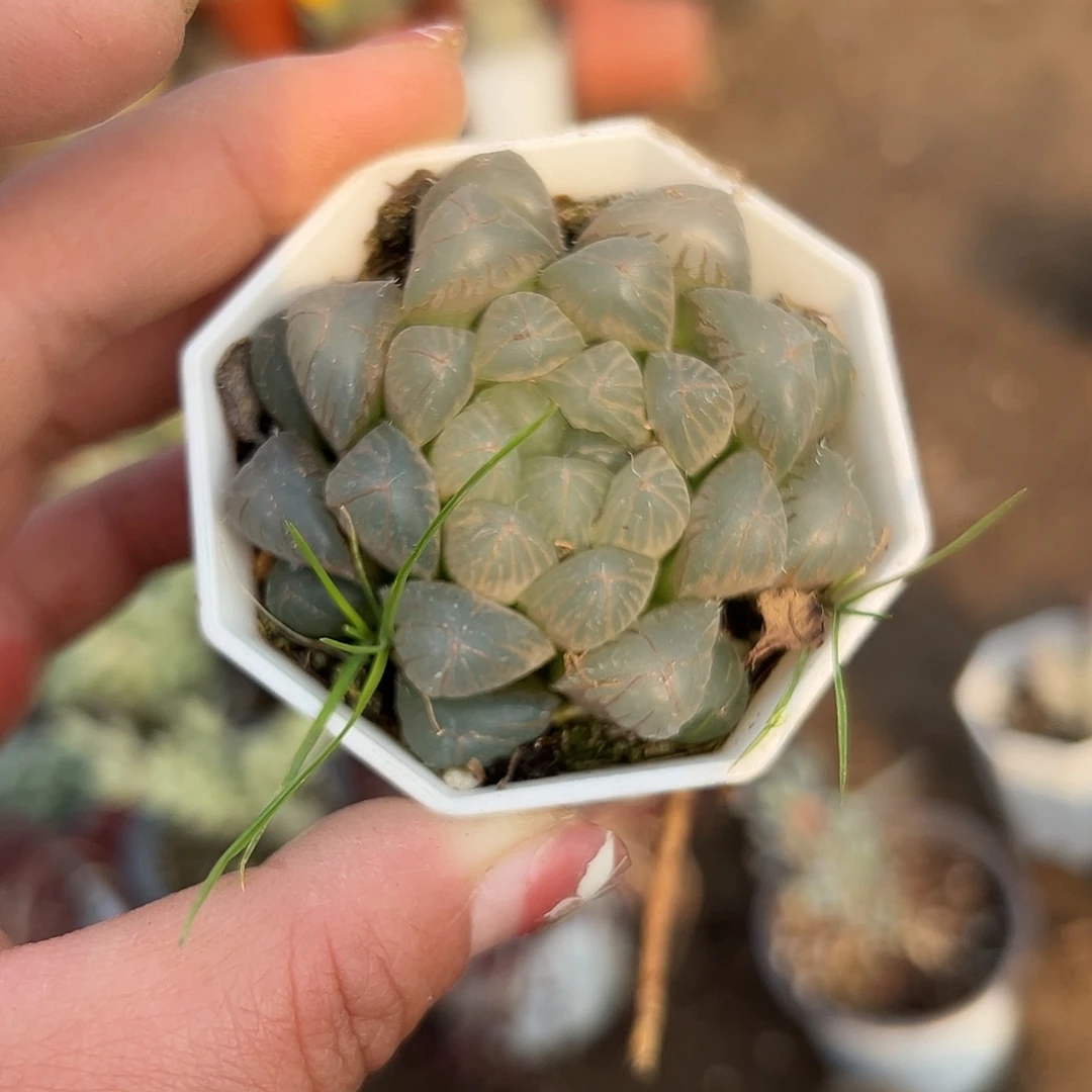 多肉植物多肉植物