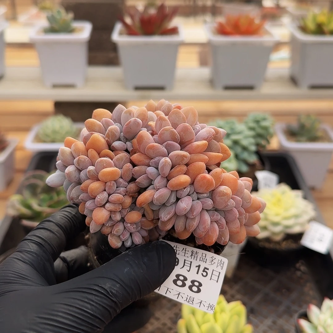 0915-88粉兔小缀化