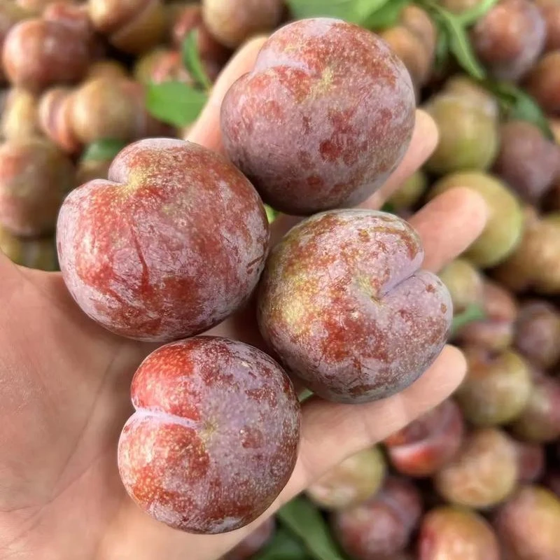 （红色脱骨李）脆李子新鲜当季现摘多汁水果老品种李子现摘现发