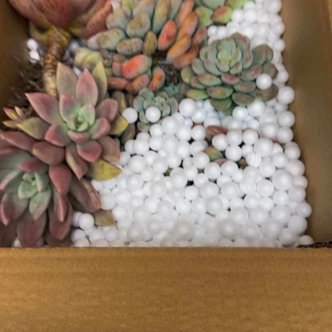 嗯***哼白鹭 一颗 不包损4375