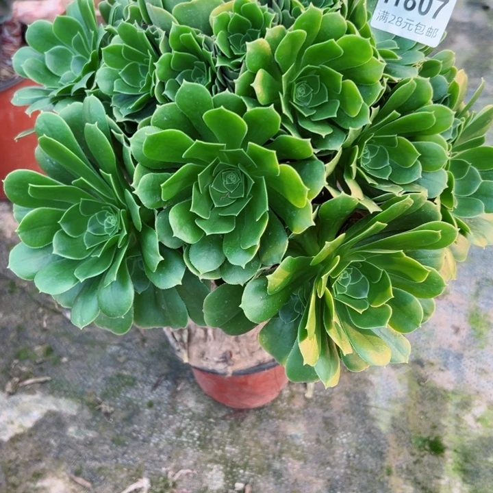 807绿羊绒多肉植物的