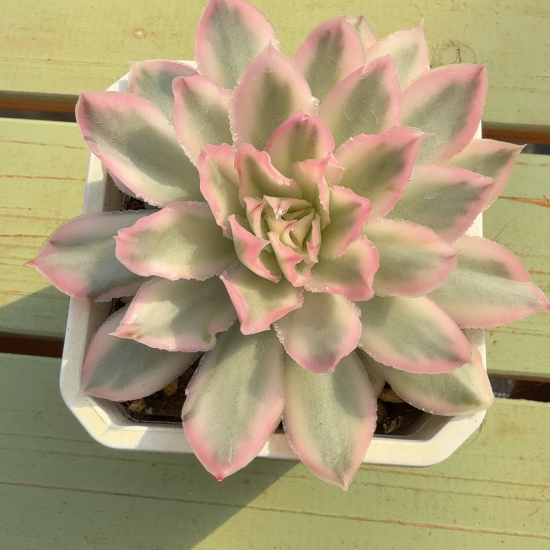 紫蝴蝶锦锦上园艺一物一拍